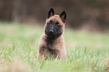 MALINOIS 855